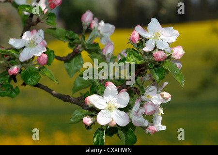Apple blossoms, apple tree (Malus domestica), Mostviertel, Must Quarter, Lower Austria, Austria, Europe Stock Photo