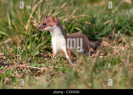 Ermine, short-tailed weasel (Mustela erminea) with summer coat, sitting on a field, Allgaeu, Bavaria Stock Photo