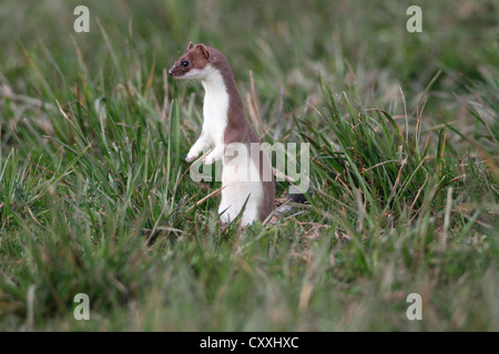 Ermine, short-tailed weasel (Mustela erminea), almost summer coat, Allgaeu, Bavaria Stock Photo