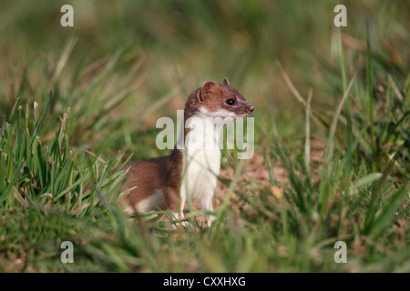 Ermine, short-tailed weasel (Mustela erminea), with summer coat, sitting on a meadow, Allgaeu, Bavaria Stock Photo