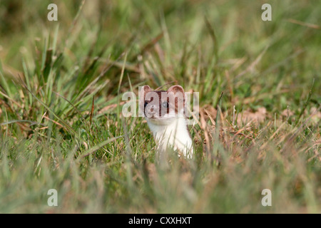 Ermine, short-tailed weasel (Mustela erminea), with summer coat, looking out of its den, Allgaeu, Bavaria Stock Photo