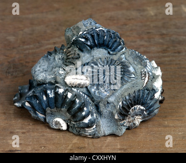 Ammonoidea, Ammonites Stock Photo