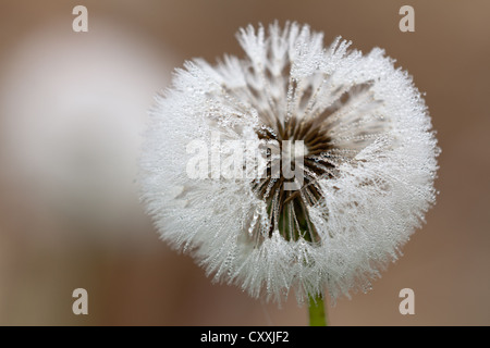Dandelion (Taraxacum officinale) clock in the mist with fine droplets of water, Lake Constance, Baden-Wuerttemberg, PublicGround Stock Photo