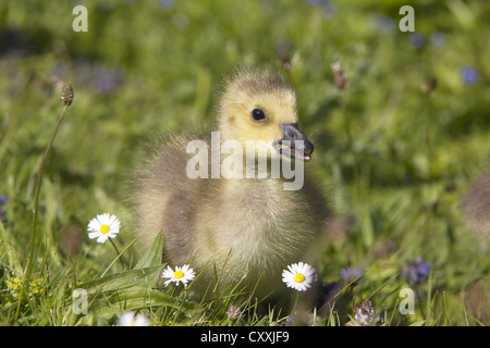 Canada goose (Branta canadensis), gosling, Seilersee, Iserlohn, North Rhine-Westphalia Stock Photo