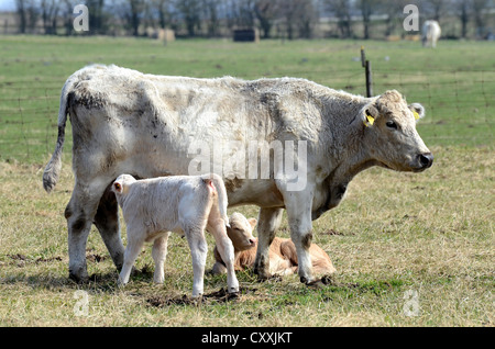 Charolais cow and calf on pasture, Kabusa, Skane, Sweden, Europe Stock Photo