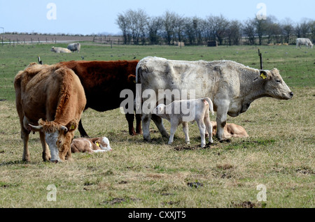 Charolais cows and calfs on pasture, Kabusa, Skane, Sweden, Europe Stock Photo