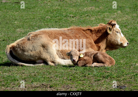 Cow and calf lying on pasture, Kabusa, Skane, Sweden, Europe Stock Photo