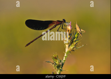 Copper Demoiselle (Calopteryx haemorrhoidalis), male, Camargue, Southern France, France, Europe Stock Photo
