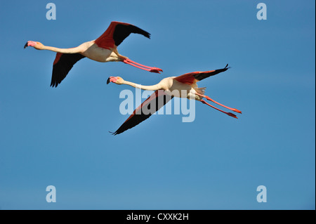 Greater Flamingos (Phoenicopterus ruber), in flight, Camargue, France, Europe Stock Photo