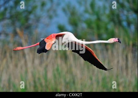 Greater Flamingo (Phoenicopterus ruber), in flight, Camargue, France, Europe Stock Photo