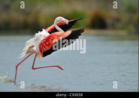 Greater Flamingo (Phoenicopterus ruber), taking off, Camargue, France, Europe Stock Photo