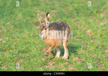 European Hare or Brown Hare (Lepus europaeus), Upper Austria, Austria, Europe Stock Photo
