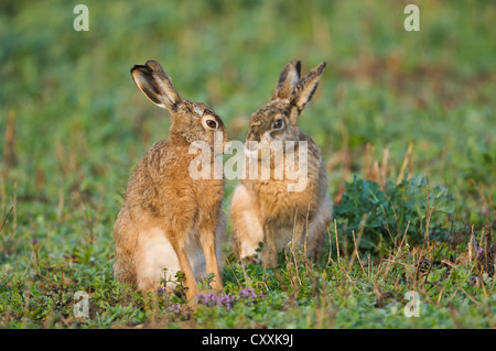 European Hares or Brown Hares (Lepus europaeus), Upper Austria, Austria, Europe Stock Photo