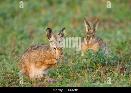 European Hares or Brown Hares (Lepus europaeus), Upper Austria, Austria, Europe Stock Photo
