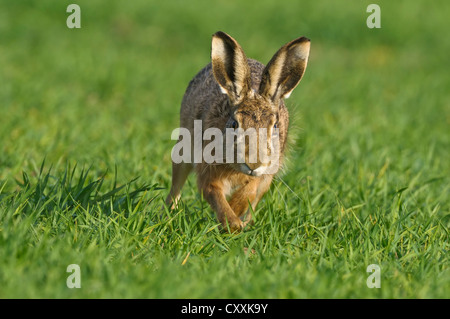 European Hare or Brown Hare (Lepus europaeus), Upper Austria, Austria, Europe Stock Photo