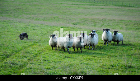 Border Collie sheep dog rounding up sheep on a farm in South Lanarkshire, Scotland Stock Photo