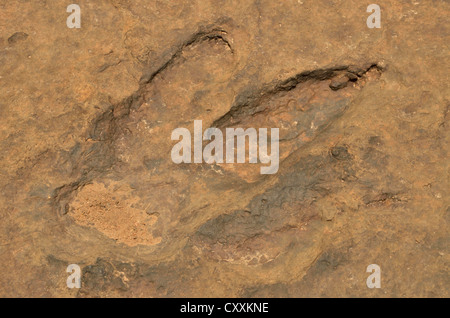 Fossilized footprints of a Tyrannosaurus rex near the village of Mananga, Cameroon, Central Africa, Africa Stock Photo