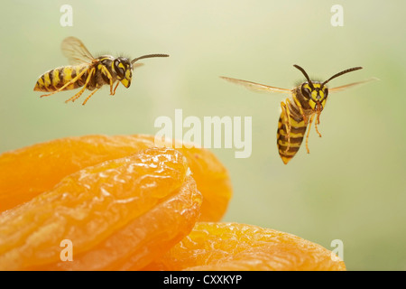Common wasps (Vespula vulgaris), in flight over dried aprocots Stock Photo