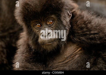 Baby Mountain Gorilla (Gorilla beringei beringei) from the Hirwa group at the foot of the Gahinga Volcano Stock Photo