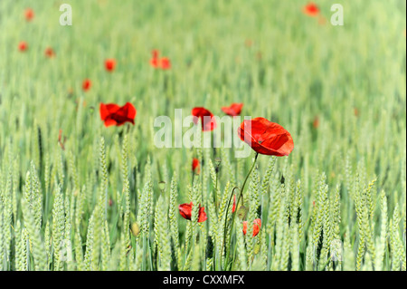 Red poppies (Papaver rhoeas) in a field of barley (Hordeum vulgare), Staufen im Breisgau, southern Black Forest Stock Photo