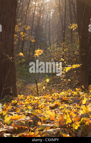 A lot fallen leaves in the forest and bright sunshine Stock Photo