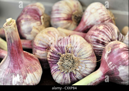 Garlic bulbs, weekly market, Bern, Switzerland, Europe Stock Photo