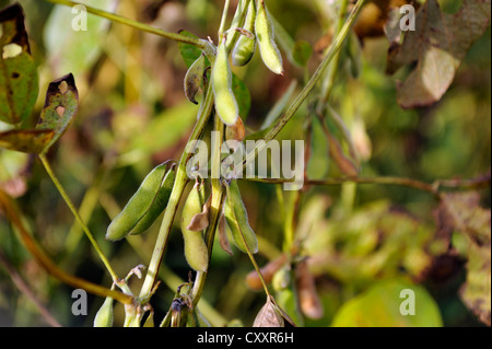 Soybean crop, soybean (Glycine max) with pods, Argentina, South America Stock Photo