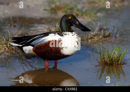 Northern shoveler (Anas clypeata), drake standing on the shore, Lake Neusiedl, Burgenland, Austria, Europe Stock Photo