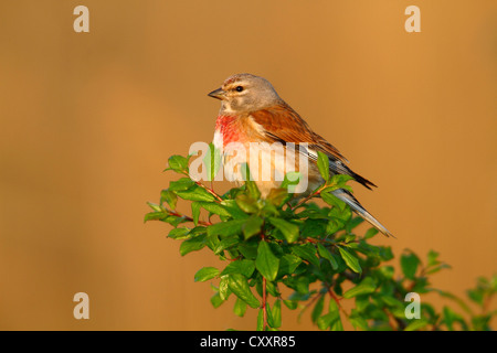 Linnet (Carduelis cannabina), male perched on a green branch, Lake Neusiedl, Burgenland, Austria, Europe Stock Photo