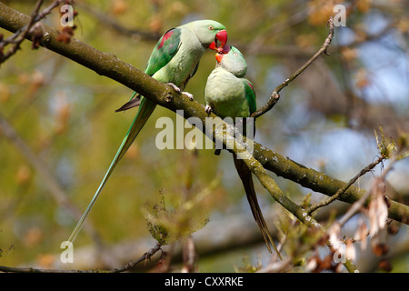 Alexandrine Parakeet or Alexandrian Parrot (Psittacula eupatria), couple feeding each other during the breeding season, perched Stock Photo