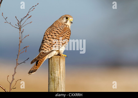 Common Kestrel (Falco tinnunculus), female perched on a pole, Neunkirchen in Siegerland, North Rhine-Westphalia Stock Photo