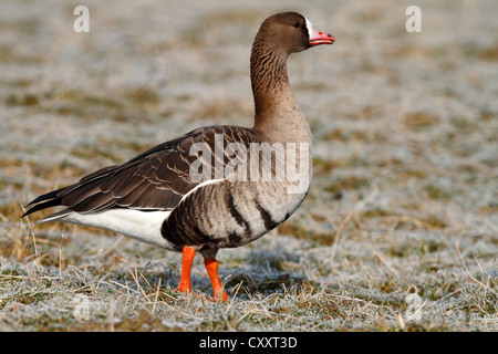 Greater White-fronted Goose (Anser albifrons) standing on a frozen meadow in its wintering area, Bislicher Island Stock Photo