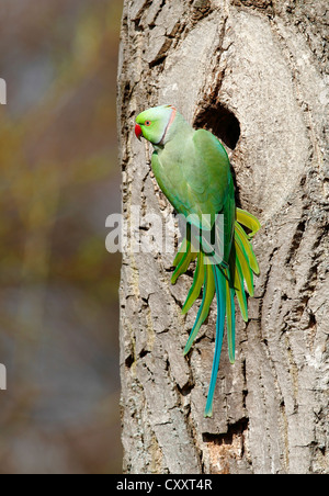 Rose-ringed Parakeet or Ring-necked Parakeet (Psittacula krameri) perched outside its tree hole in the palace park Stock Photo