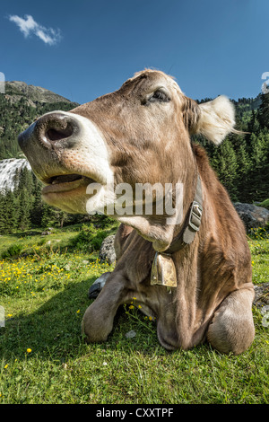 Tyrolean Brown Cattle, cow without horns ruminating, Grawa Alm, mountain pasture, Stubai Valley, Tyrol, Austria, Europe Stock Photo