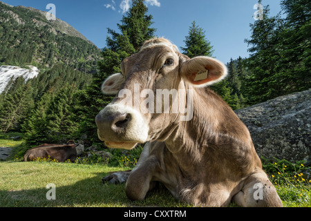 Tyrolean Brown Cattle, cow without horns ruminating, Grawa Alm, mountain pasture, Stubai Valley, Tyrol, Austria, Europe Stock Photo