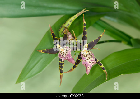 Flower of tropical orchid Spotted Brassia (Brassia maculata) Stock Photo