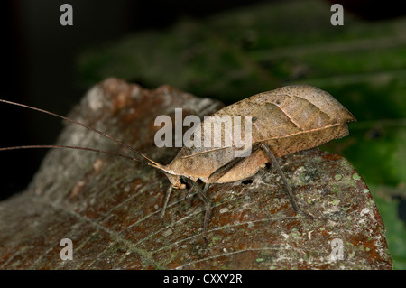 Walking leaf, Leaf bush cricket or katydid (Typophyllum sp.), mimicking a withered leaf, Tiputini rain forest