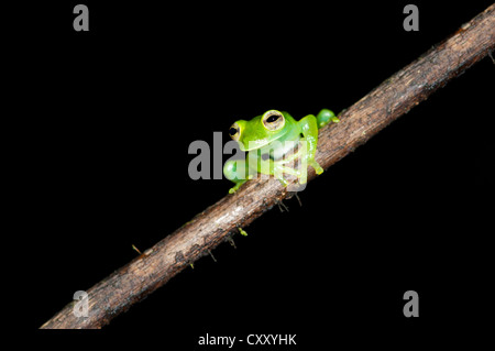 Glas frog (Cochranella midas), sitting on a branch, Tiputini rain forest, Yasuni National Park, Ecuador, South America Stock Photo