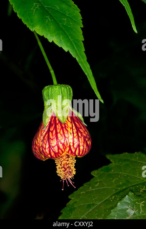 Redvein Abutilon (Abutilon pictum), Tandayapa region, Andean cloud forest, Ecuador, South America Stock Photo