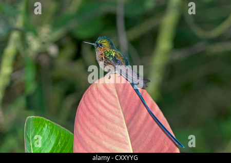 Violet-tailed Sylph (Aglaiocercus coelestis), in its habitat, Tandayapa region, Andean cloud forest, Ecuador, South America Stock Photo