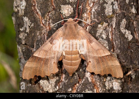Oak Hawk-moth (Marumba quercus), female on a tree trunk, Lake Kerkini region, Greece, Europe Stock Photo