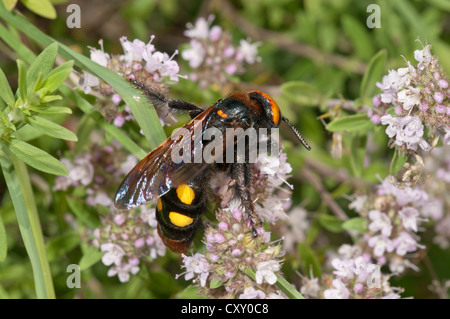 Mammoth wasp (Megascolia maculata flavifrons) searching for nectar on a thyme bush, near Lake Kerkini, Greece, Europe Stock Photo