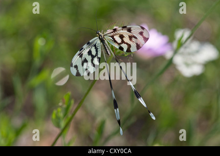 Spoonwing, lacewing (Nemoptera sinuata), near Lake Kerkini, Greece, Europe Stock Photo