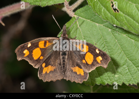 Nettle-tree butterfly, European beak (Libythea celtis) sunbathing, near Lake Kerkini, Greece, Europe Stock Photo