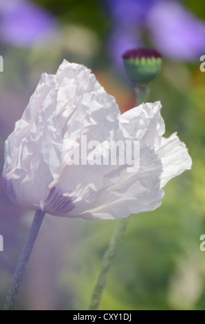 White poppy blossom, Oriental poppy (Papaver orientale) in a garden, opening stage Stock Photo