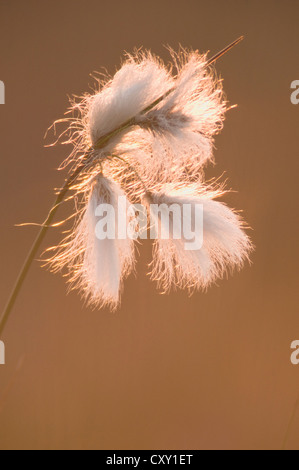 Common cottongrass (Eriophorum angustifolium), Tinner Dose, Haren, Emsland, Lower Saxony Stock Photo