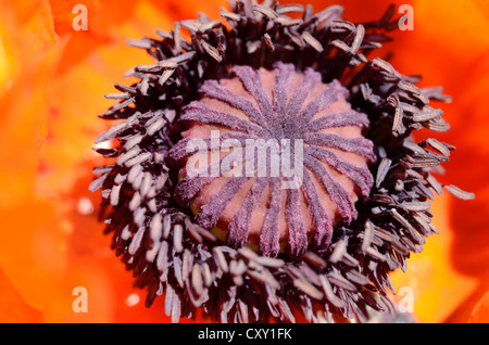 Oriental Poppy (Papaver orientale), in flower, pistil and pollen tubes Stock Photo