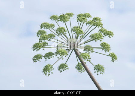 Garden angelica, holy ghost (Angelica archangelica), Haren, Emsland, Lower Saxony Stock Photo