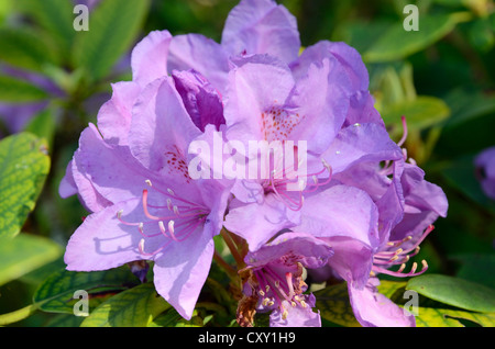 Rhododendron flower (Rhododendron sp.), hybrid Stock Photo