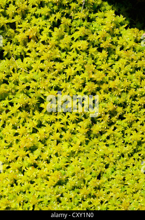 Moss species (Sphagnum fallax), water-soaked peat moss carpet Stock Photo